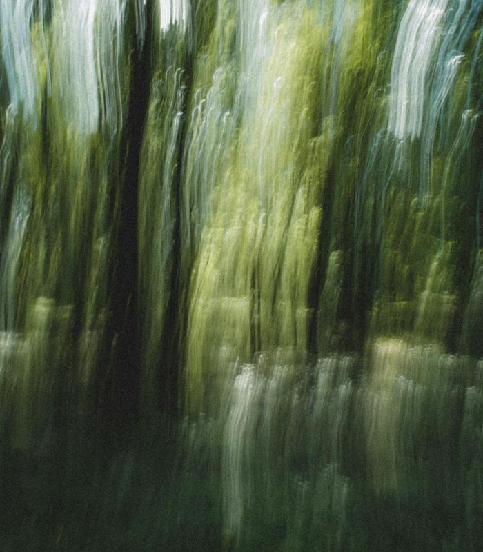Abstract green forest patterns representing natural wellness harmony