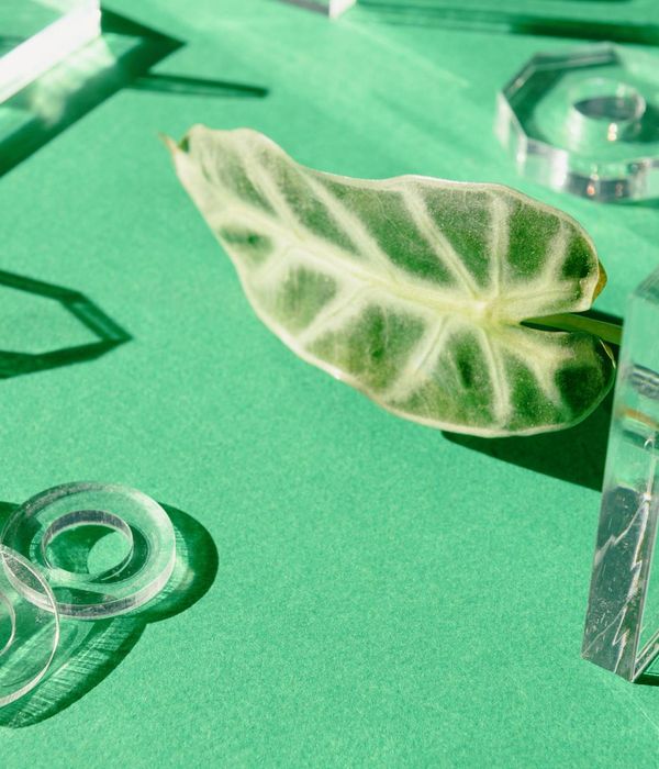 Abstract visualization of daily wellness routine with leaf shapes